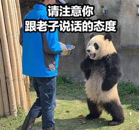 中纪委对大熊猫的态度