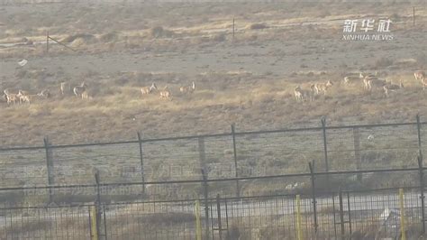 中蒙边境数百只野生黄羊