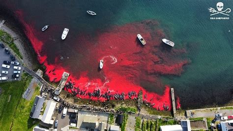 丹麦一天捕杀175头鲸