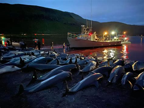 丹麦人为什么屠杀海豚