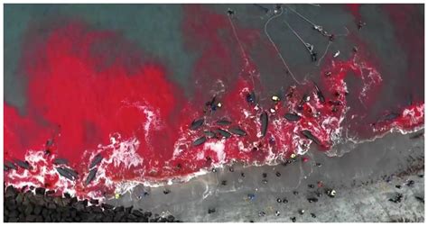 丹麦杀鲸染红大海