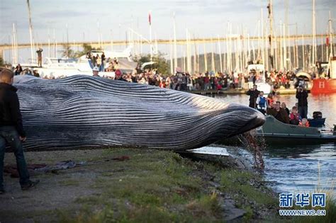 丹麦杀鲸破坏海洋