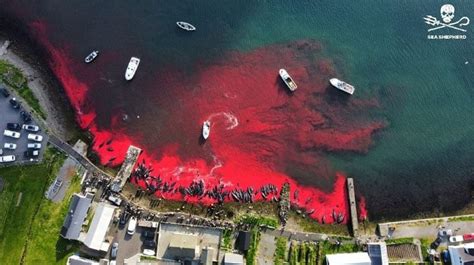 丹麦杀鲸节现状