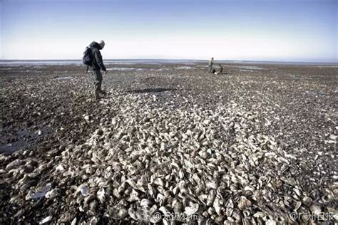丹麦海洋被牡蛎入侵