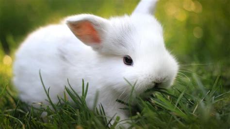 为什么兔子不吃窝边的草