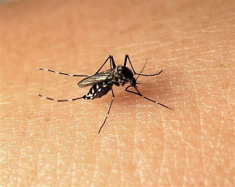为什么天气热蚊子反而少了