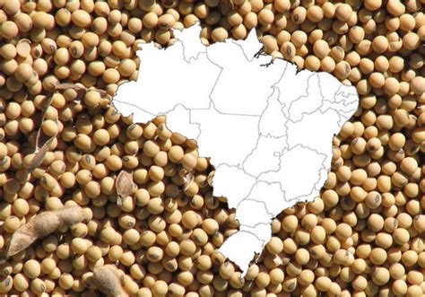 为什么巴西 要种大豆