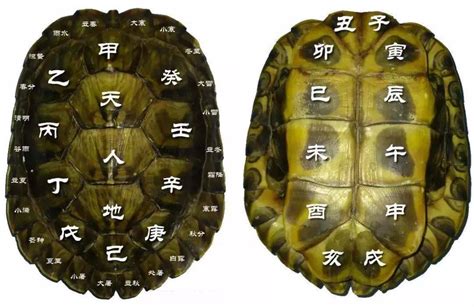 乌龟壳对应的八卦图