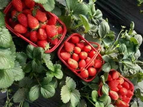 买来的草莓可以直接种吗