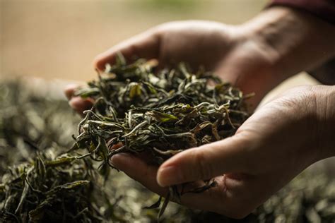 云南地区茶叶公司起名