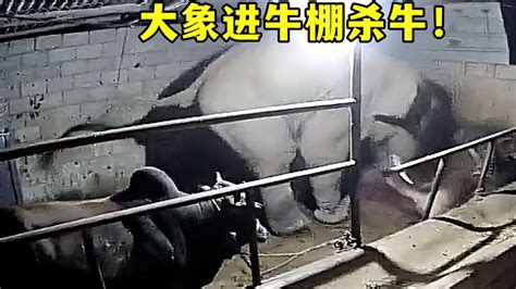 云南大象冲进牛棚