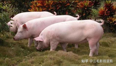 云南瑞丽猪肉现在多少钱一斤