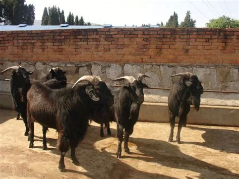 云南省种羊繁育推广