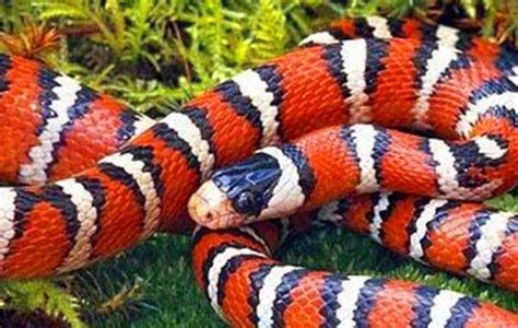 亚洲第一毒蛇是什么蛇