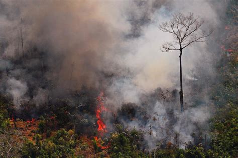 亚马逊森林大火烧了多久