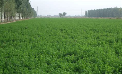 产量高适合在北方种植的高产牧草