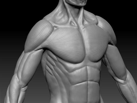 人体模特肌肉线条