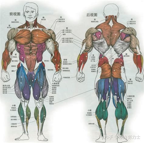 人体肌肉解剖图解