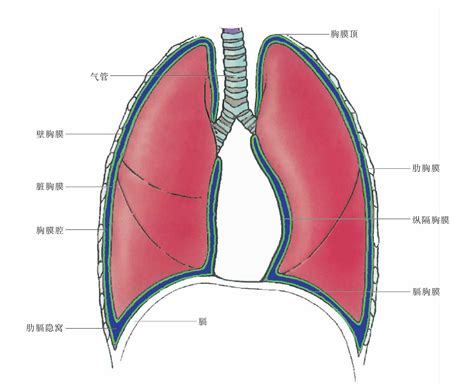 人体胸腔内部结构图