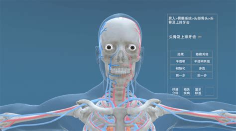 人体解剖虚拟仿真软件
