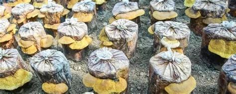 人工桑黄种植4000一公斤是真的吗