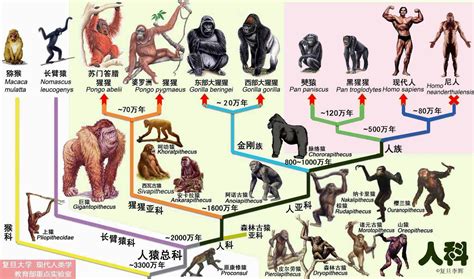 人类进化的四大秘密