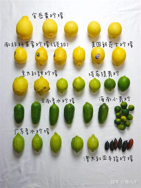 什么品种的柠檬容易种