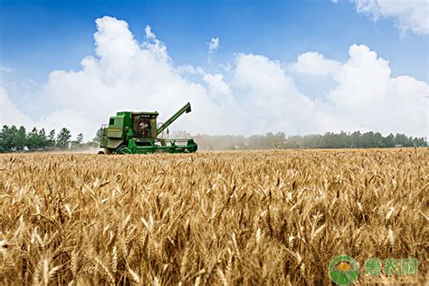 什么小麦在关中地区可种可高产