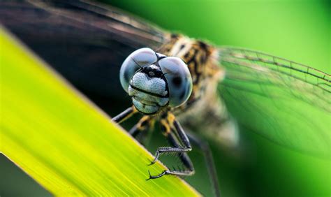 什么昆虫没有眼睛只能用触角沟通