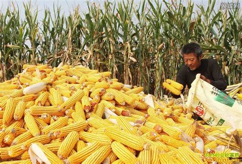 今年商丘玉米价格每斤多少钱
