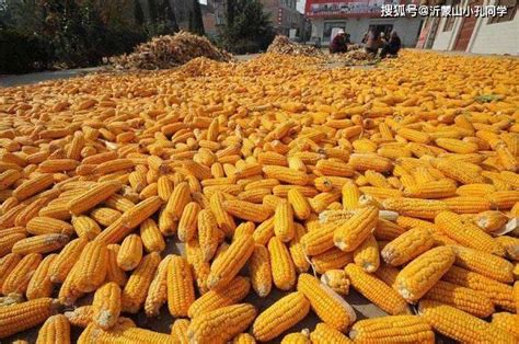 今日玉米多少一斤