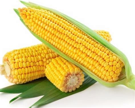今日玉米最新价格
