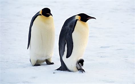 企鹅送到北极会死吗