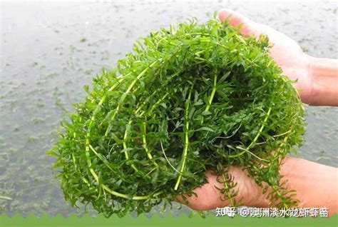 伊乐藻水草种植的正确方法