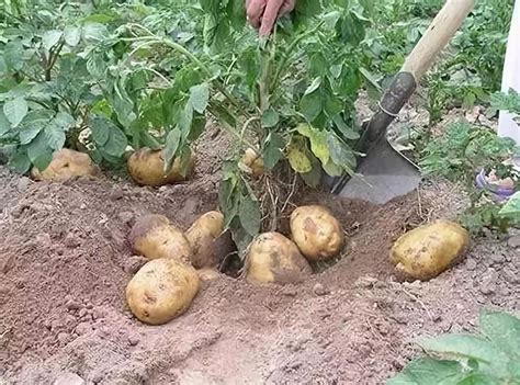 优质马铃薯种植方法有哪些