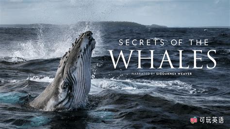 会隐藏秘密的鲸鱼