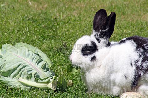 住在卷心菜里的兔子读后感