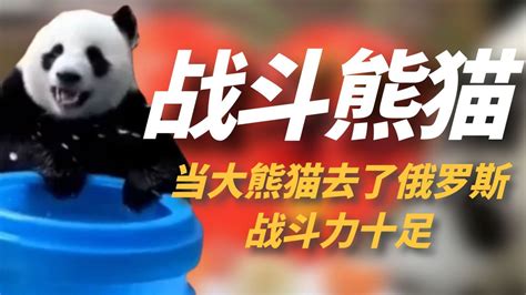 俄罗斯熊猫视频大全集