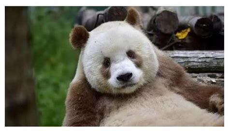 俄罗斯的大熊猫为什么长了40斤