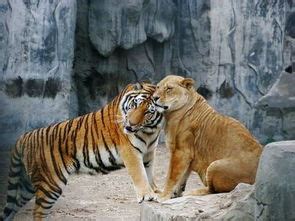做梦梦到大狮子和大老虎
