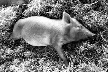 做梦梦见死猪是什么意思