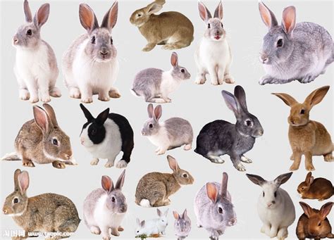 兔子名称大全100种