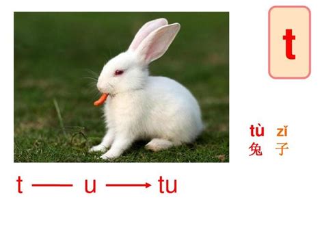 兔子的拼音声调怎么写