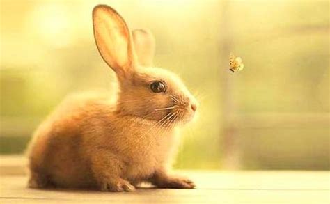 兔子蕴含的唯美句子