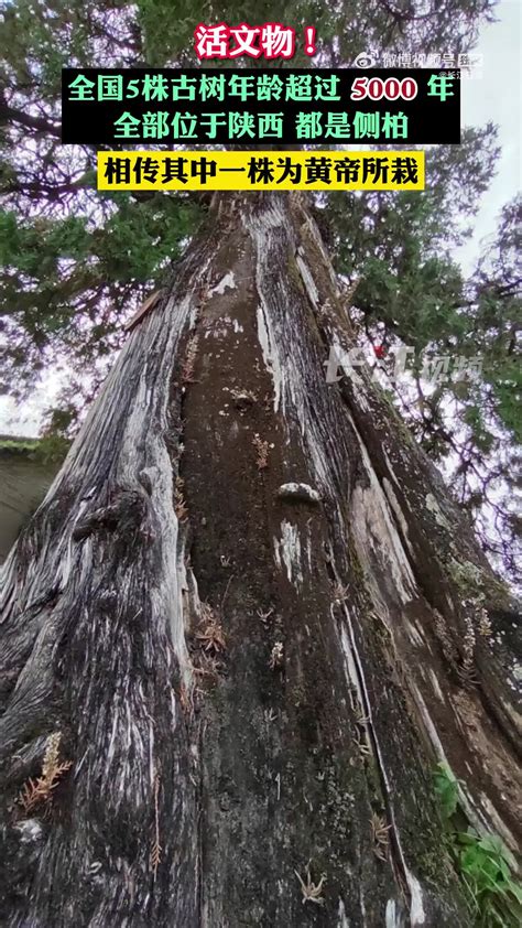 全国有5株5000岁古树