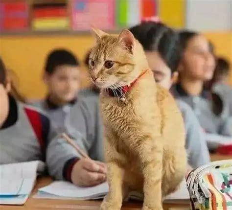 公司称猫5次入镜课上课开除老师