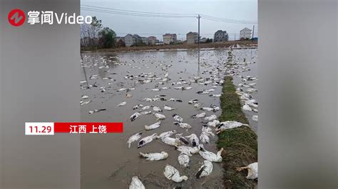 六旬老人养的四千只鸭子被人投毒