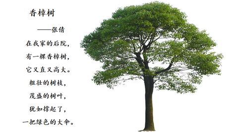 关于树的经典语录