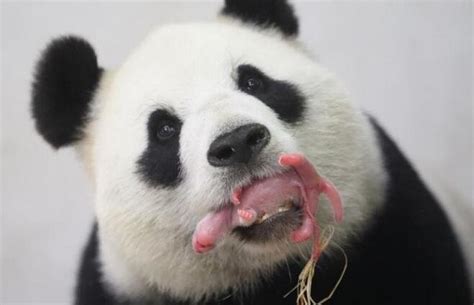 关于熊猫的视频搞笑大全