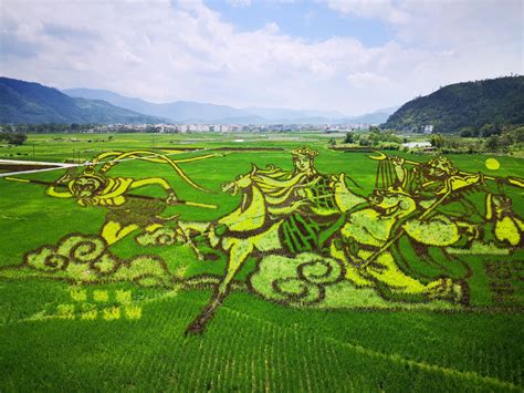 关于稻田的美术作品